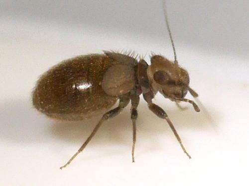 Lepinotus patruelis